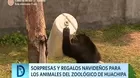 Sorpresas y regalos para los animales del zoológico de Huachipa