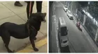 Sujeto ataca a perrita con palo con clavo en San Martín de Porres
