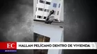 Surquillo: Hallan pelícano dentro de vivienda