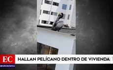 Surquillo: Hallan pelícano dentro de vivienda - Noticias de gripe-aviar