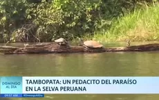 Tambopata: Un pedacito del paraíso en la selva peruana - Noticias de turismo