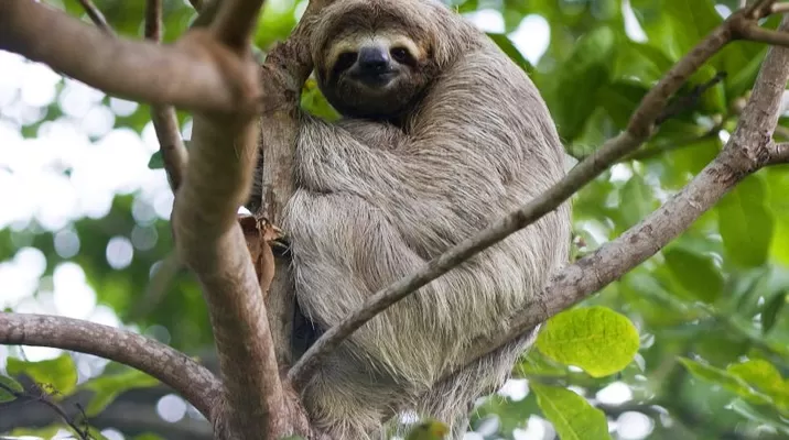 Los animales hallados fueron trasladados a un lugar seguro. Foto referencial: Difusión Los animales hallados fueron trasladados a un lugar seguro. Foto referencial: Difusión