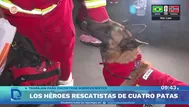 Terremotos en Venezuela: los héroes rescatistas de cuatro patas