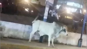 Los hechos se registraron mediante las cámaras de la municipalidad de Santa Anita. / Video: Canal N