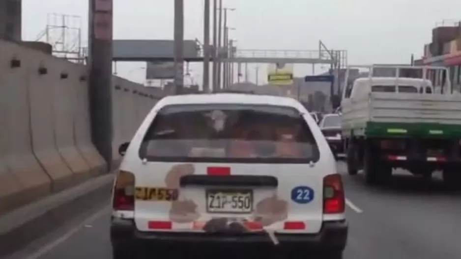 Trasladan dos ovejas en la maletera de un taxi