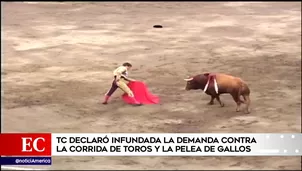 Tribunal Constitucional se refirió a la corrida de toros y pelea de gallos. América Noticias