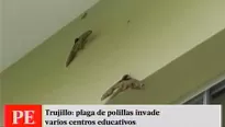 Tras la plaga de grillos en Virú, ahora aparecieron otros insectos como estas polillas enormes