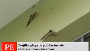 Tras la plaga de grillos en Virú, ahora aparecieron otros insectos como estas polillas enormes