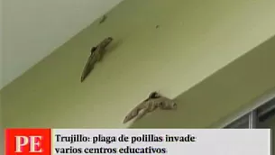 Tras la plaga de grillos en Virú, ahora aparecieron otros insectos como estas polillas enormes