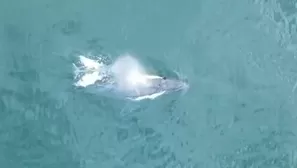 Canal N llegó a las costas del mar de Tumbes para presenciar en vivo el avistamiento de ballenas jorobadas. / Video: Canal N