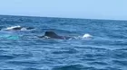 Tumbes: Ballenas jorobadas atraen turistas a Punta Sal
