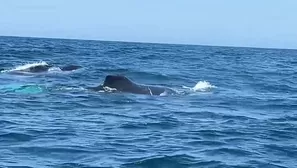 Turistas nacionales y extranjeros llegan a Tumbes para observar ballenas jorobadas a menos de 30 metros. Video: Canal N