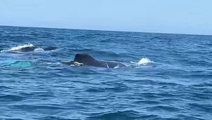 Turistas nacionales y extranjeros llegan a Tumbes para observar ballenas jorobadas a menos de 30 metros. Video: Canal N
