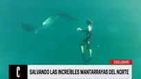 Salvando a mantarrayas gigantes en Tumbes. Video: América TV