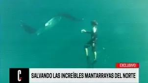 Salvando a mantarrayas gigantes en Tumbes. Video: América TV