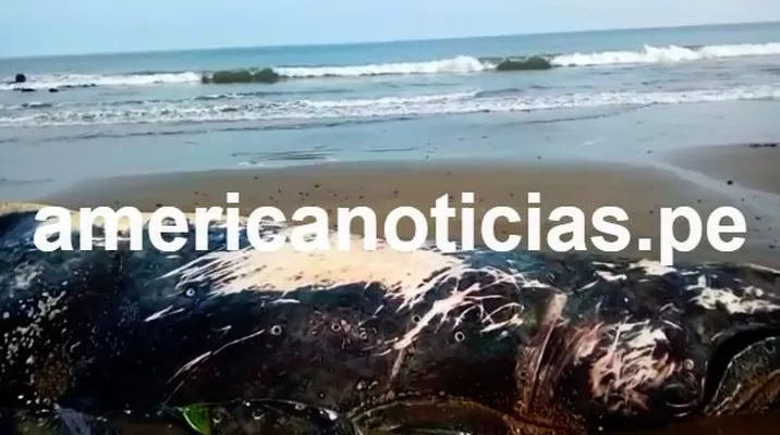 Foto: América Noticias Foto: América Noticias