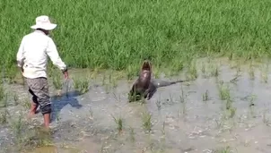 Lobo marino quedó varado en Tumbes.