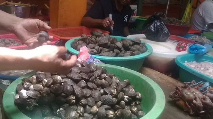 En total fueron 5 mil 720 conchas negras que iban a ser vendidas. Foto: difusión En total fueron 5 mil 720 conchas negras que iban a ser vendidas. Foto: difusión