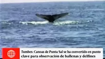 Canoas de Punta Sal se ha convertido en un nuevo punto de turismo de avistamiento de ballenas