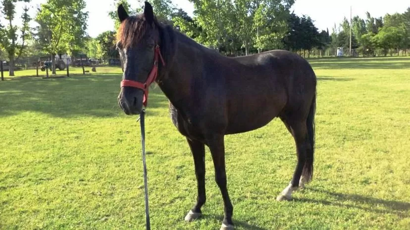 Tumbes: caballo murió baleado en fiesta por el Día del Campesino