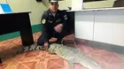 Tumbes: rescatan a cocodrilo que caminaba por la ciudad