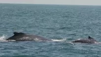 Adelantaron su llegada a las costas del Pacífico en busca de aguas cálidas. / Video: Canal N