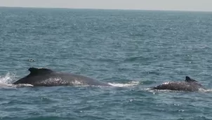 Adelantaron su llegada a las costas del Pacífico en busca de aguas cálidas. / Video: Canal N