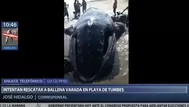 Tumbes: turistas y pescadores intentan salvar a ballena jorobada