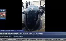 Tumbes: turistas y pescadores intentan salvar a ballena jorobada - Noticias de ballena-jorobada