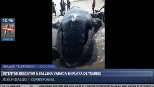 Varias personas se unieron para ayudar a una ballena jorobada. Foto: Canal N