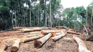 Tala ilegal de árboles afecta la selva peruana. Foto referencial: El Comercio.