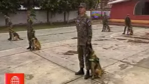 Los animales realizan un curso en la sede del hospital veterinario central 