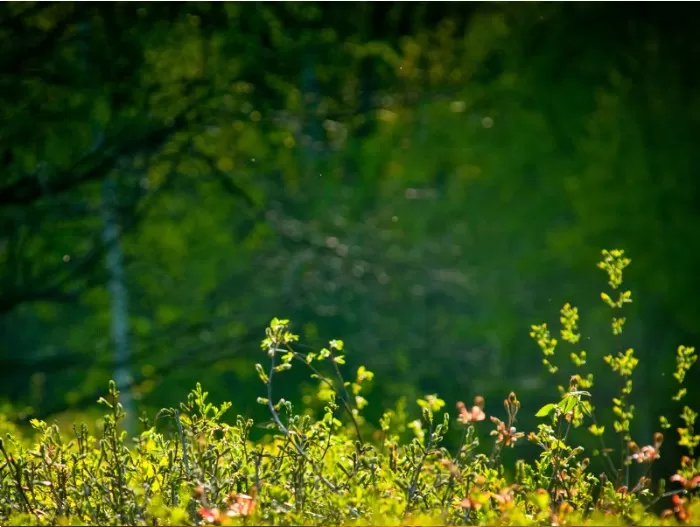 Unión Europea aprueba la Ley de Restauración de la Naturaleza. Foto: WWF