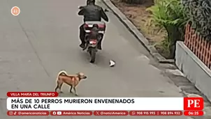 Más de 10 perros murieron envenenados en Villa María del Triunfo. Foto y video: América Noticias