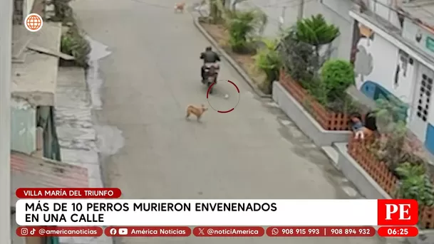 Más de 10 perros murieron envenenados en Villa María del Triunfo. Foto: América Noticias
