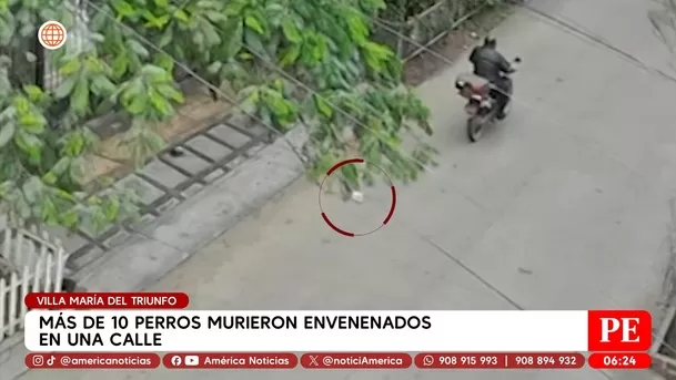 Más de 10 perros murieron envenenados en Villa María del Triunfo. Foto: América Noticias