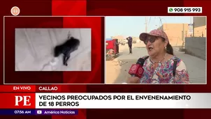 Vecinos preocupados por el envenenamiento de 18 perros en el Callao. Foto y video: América Noticias