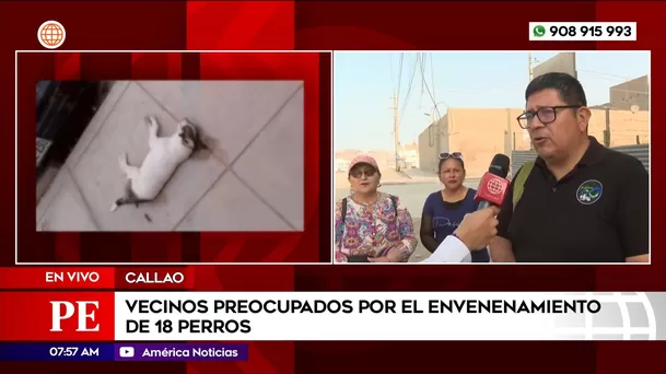 Vecinos preocupados por el envenenamiento de 18 perros en el Callao. Foto: América Noticias