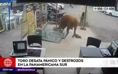 VES: toro se escapa y causa pánico en negocios cercanos al Touring - Noticias de martha-chavez