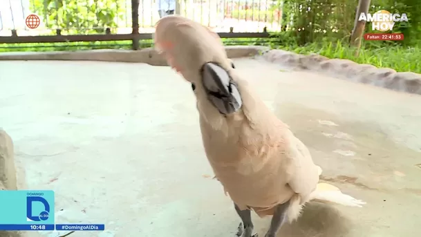 Fuente: Domingo Al Día Fuente: Domingo Al Día