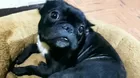 Villa María del Triunfo: Denuncian robo de perrita de raza bulldog francés