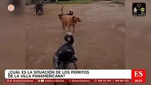 Villa Panamericana: denuncian intento de desalojo de perritos. Foto y video: América TV/Canal N