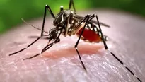  Aedes aegypti, insecto que también propaga virus como dengue, chicunguña o fiebre amarilla. (Vía: AFP)