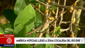 Zona cocalera en el Vraem.