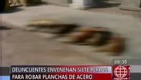  Dos delincuentes, sin piedad, envenenaron a 7 perros y encañonaron al vigilante