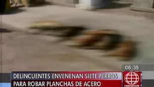  Dos delincuentes, sin piedad, envenenaron a 7 perros y encañonaron al vigilante