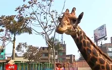Zoológico de Huachipa reabrió sus puertas manteniendo medidas de bioseguridad - Noticias de zoologico