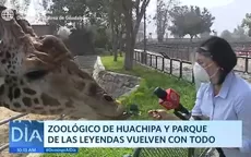 Zoológico de Huachipa y Parque de Las Leyendas vuelven con todo - Noticias de zoologico