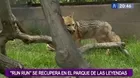 Zorro ‘Run Run’ se recupera en el Parque de las Leyendas