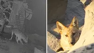 Zorro salvaje ataca gallinas en Ate y alarma a vecinos